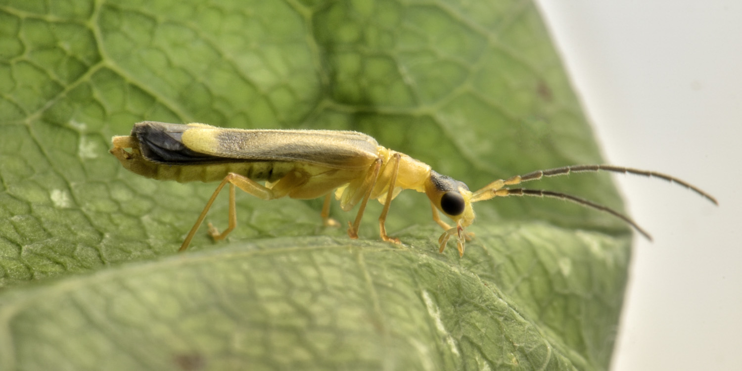 Cantharidae: Malthinus flaveolus anche lui?